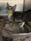 adoptable Cat in  named TIGGER