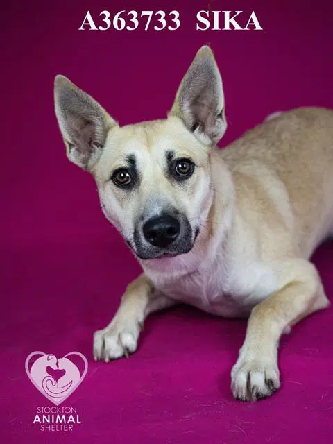 Sika - German Shepherd Dog