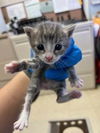 adoptable Cat in  named MINO