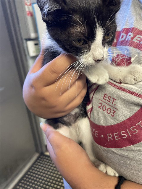 picture of the cat needing adoption