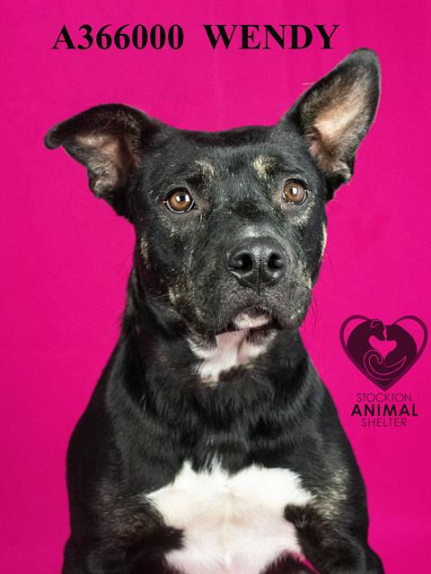 WENDY - Pit Bull Terrier available for adoption