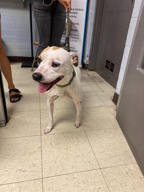 MIKEY - American Bulldog available for adoption