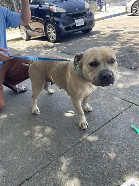 Randy - Pit Bull Terrier