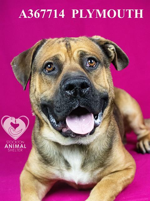 PLYMOUTH - Mastiff / Basset Hound available for adoption