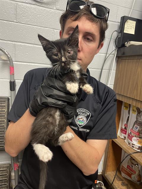 picture of the cat needing adoption
