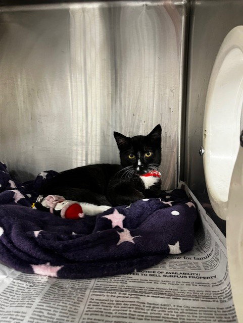 picture of the cat needing adoption