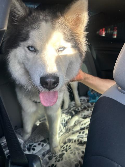 Photo of SAGE