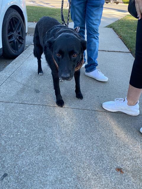 MAMMA - Labrador Retriever available for adoption