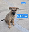 SOPHIA - Photo 1