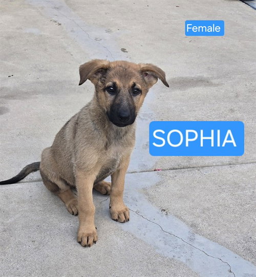picture of the dog needing adoption