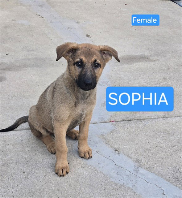 SOPHIA