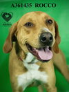 ROCCO - Photo 1