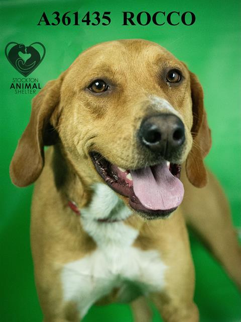 ROCCO - Bloodhound available for adoption