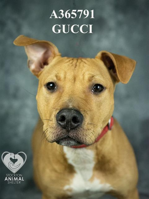GUCCI Image