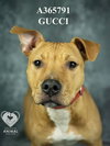 GUCCI - Photo 1