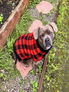 SADIE - Photo 1