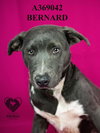BERNARD - Photo 1