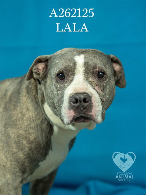 LALA - Pit Bull Terrier available for adoption