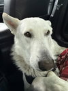 BLITZEN - Photo 1