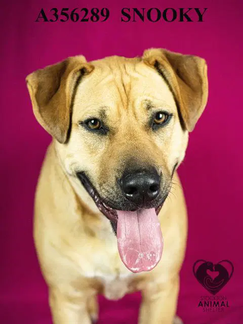 Snooki - German Shepherd Dog