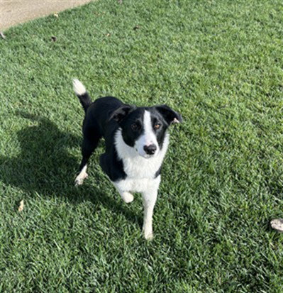 picture of the dog needing adoption