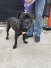 PEPPER - Photo 1
