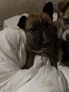 SCREAMING MIMI - Photo 1