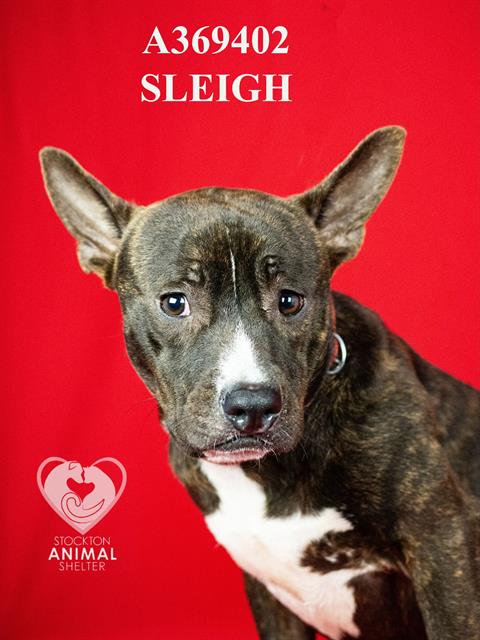 SLEIGH Image