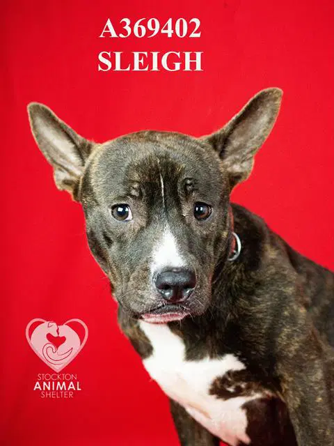 Sleigh - Pit Bull Terrier