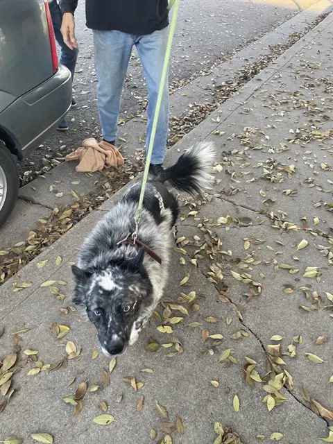 Raider - Australian Cattle Dog/Blue Heeler