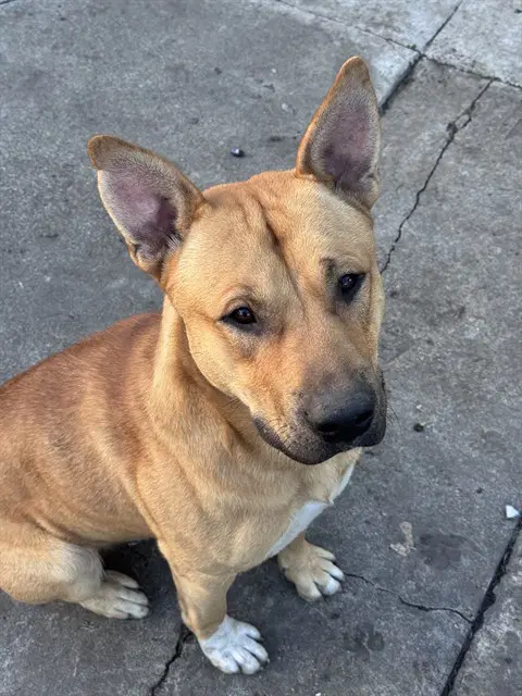 Aspen - German Shepherd Dog