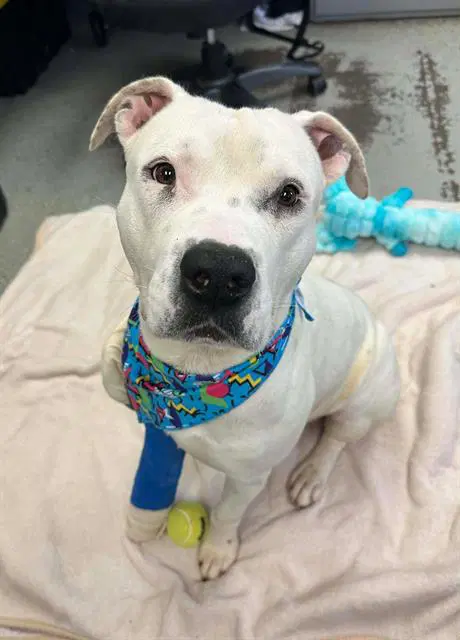 Abominable Snowman - Pit Bull Terrier