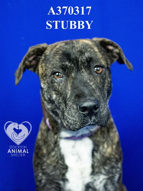 STUBBY Image