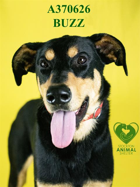 BUZZ Image