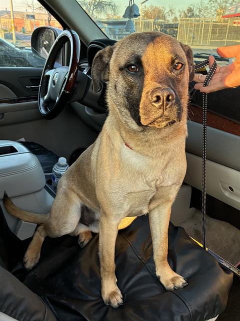 BUDDY Image