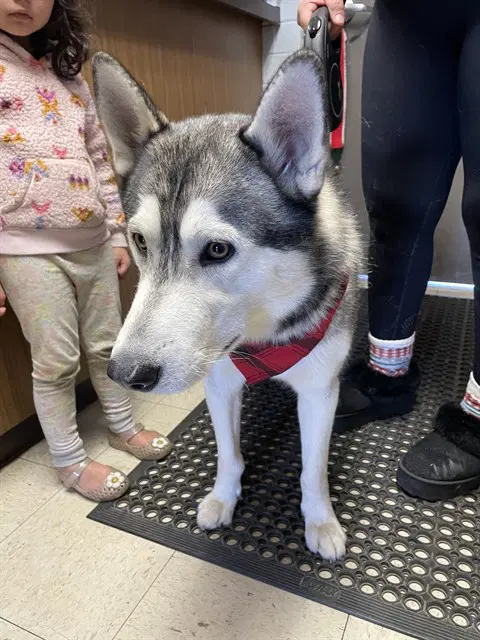 Juno - Siberian Husky