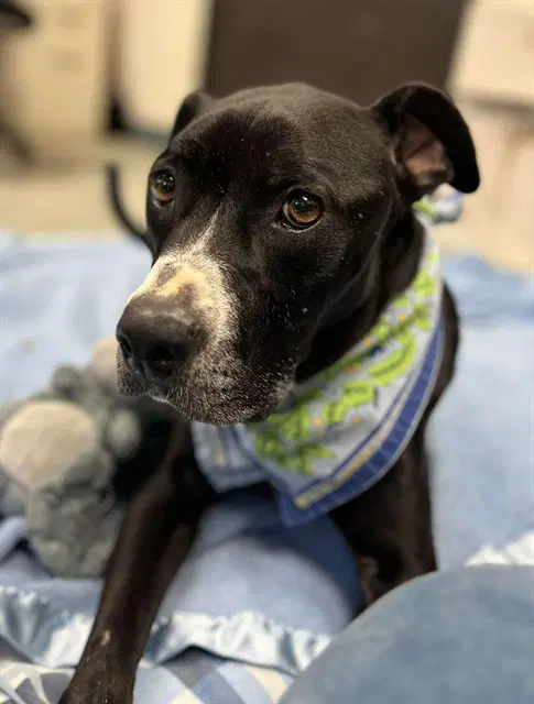 Lexy - Pit Bull Terrier