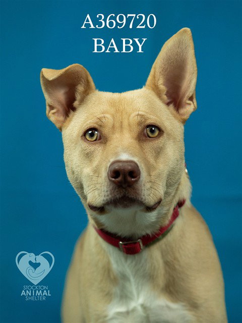 Pit Bull
