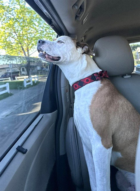 BUDDY, an adoptable Pit Bull Terrier in Stockton, CA