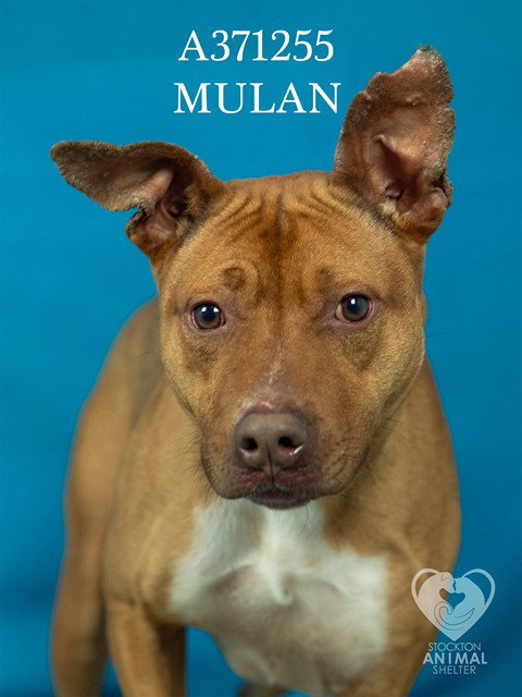 picture of the dog needing adoption