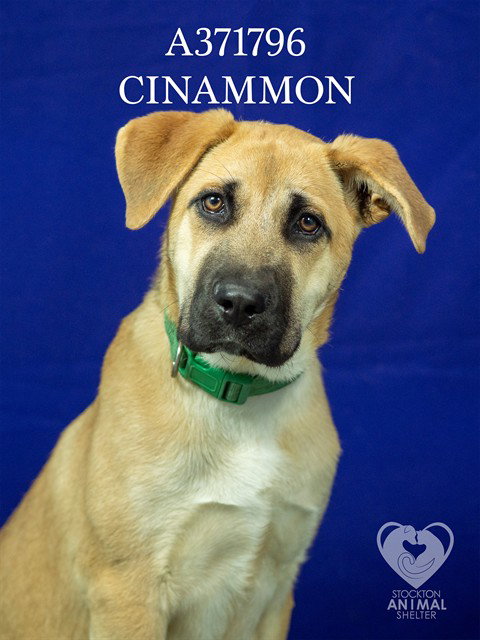 Cinammon