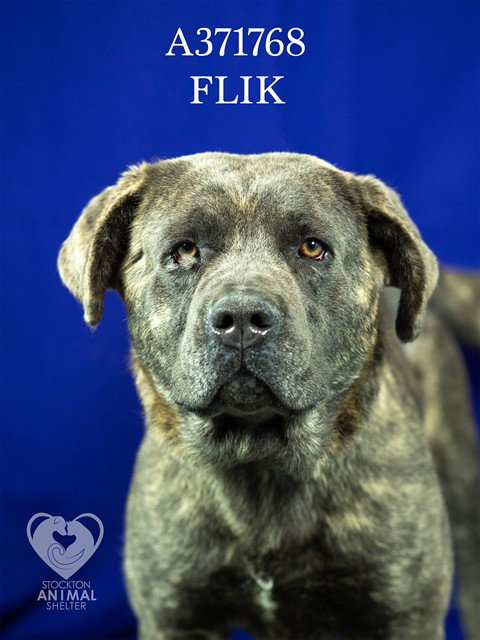 FLIK, an adoptable Cane Corso Mastiff in Stockton, CA