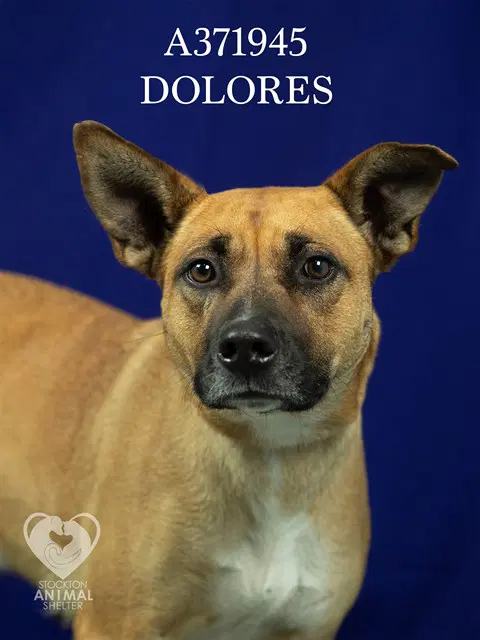 Dolores - Rhodesian Ridgeback