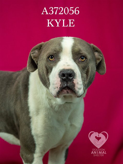 Kyle