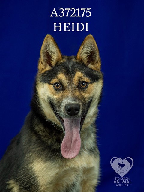 Australian Cattle Dog