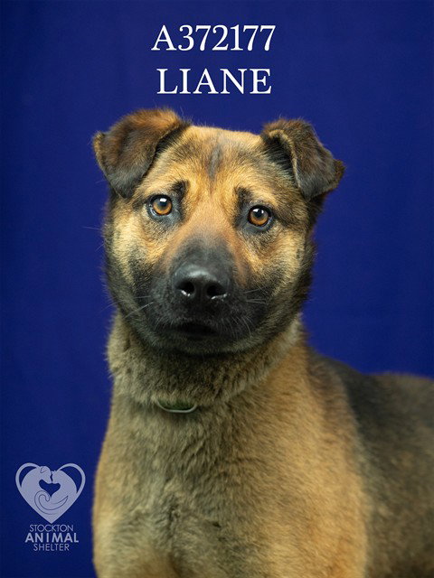 German Shepherd