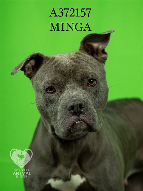 MINGA Image