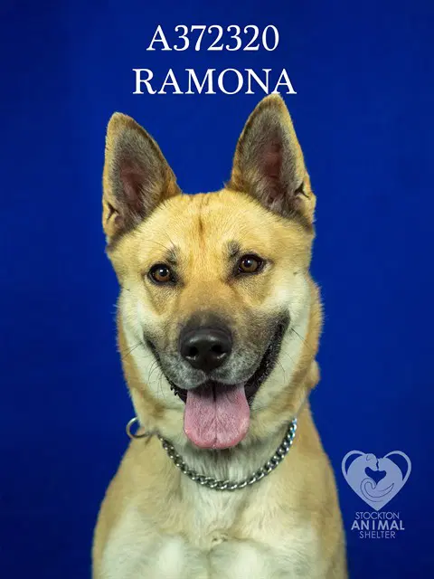 Ramona - German Shepherd Dog