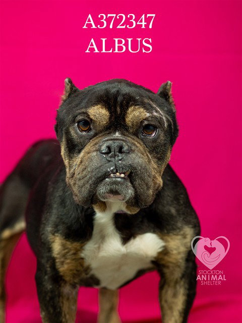 Albus