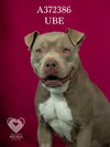 UBE - Photo 1